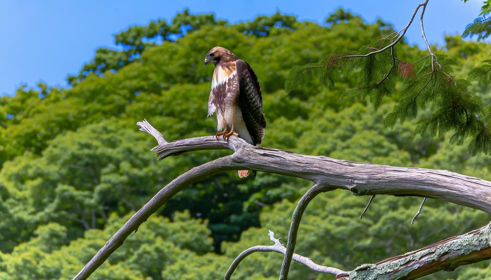 hawk species and features