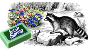 irish spring and raccoons