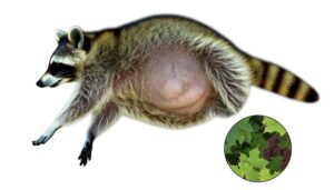 male raccoons lack nipples