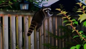 raccoon climbing fence test