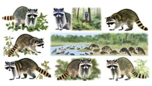 raccoon species and types