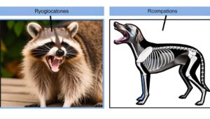 raccoons do not bark