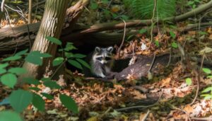 raccoons do not burrow