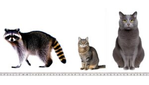 raccoons size compared cats