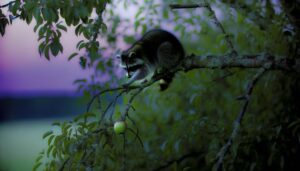 typical behavior of raccoons