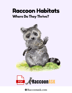 Raccoon Habitats Where Do They Thrive