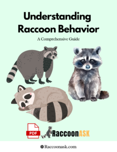 Understanding Raccoon Behavior A Comprehensive Guide