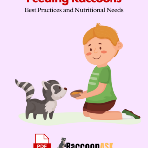 Feeding Raccoons Best Practices and Nutritional Needs