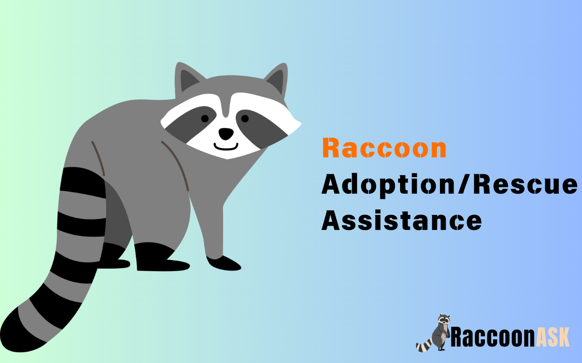 Raccoon Adoption Rescue Assistance