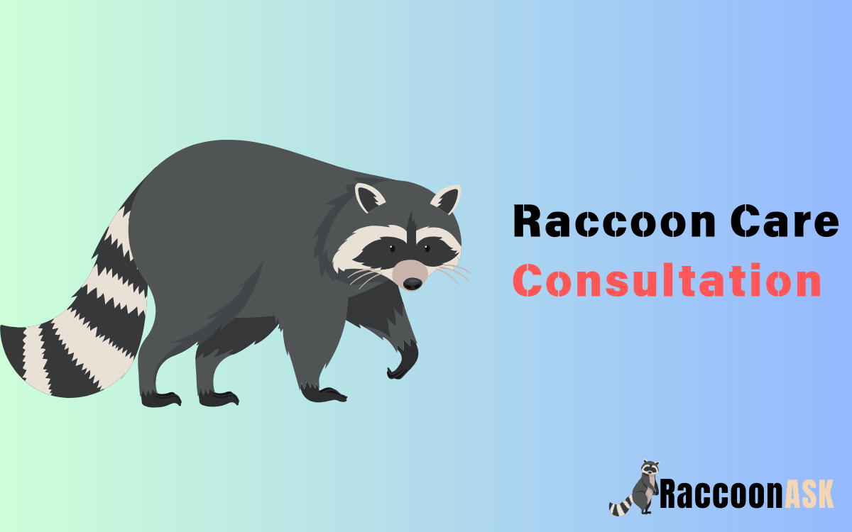 Raccoon Care Consultation