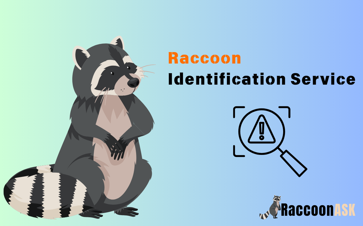 Raccoon Identification Service